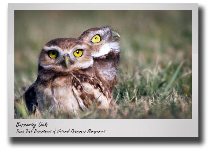 nrm-boal-burrowing-owl-drop-2