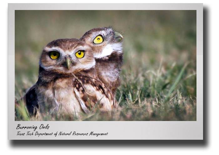 nrm-boal-burrowing-owl-drop-2