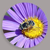 pss-longing-pollinator-biodiversity-drop-200