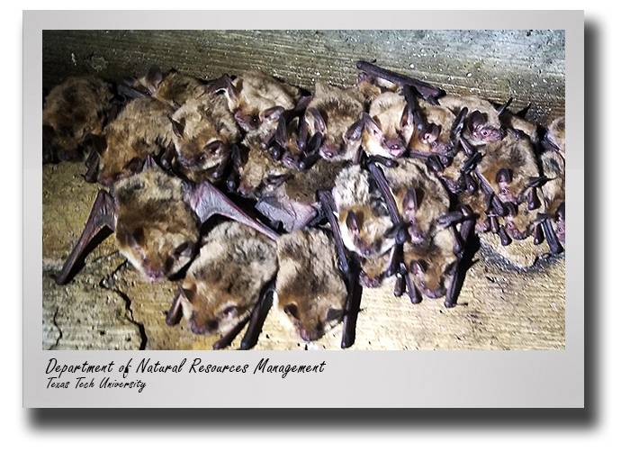 nrm-richard-stevens-many-bats-drop