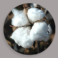 pss-ramkumar-cotton-in-press-drop-200