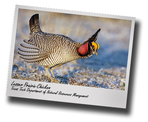 Research team launches sweeping lesser prairie-chicken predictive model study