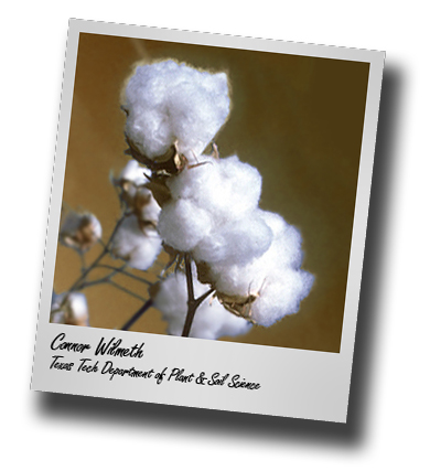 In Profile: Connor Wilmeth's first cotton crop is a true learning experience