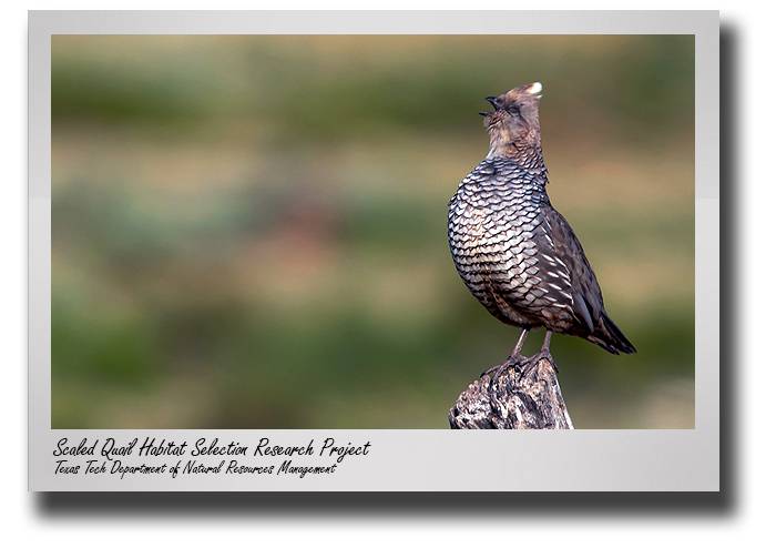 nrm-grant-to-study-scaled-quail-post-drop