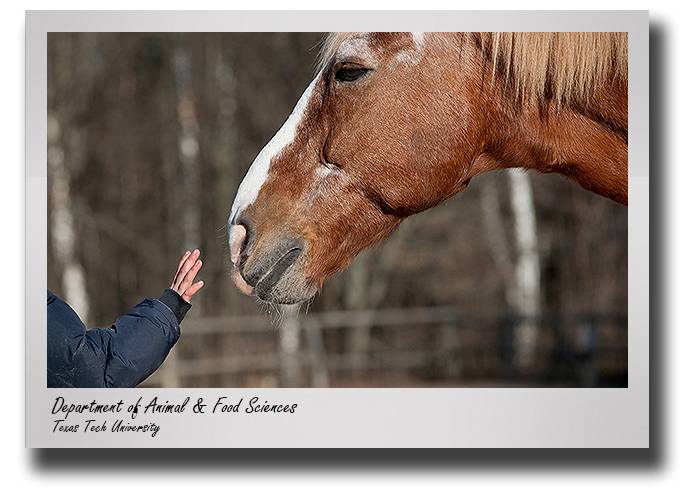 afs-horses-childhood-obesity-drop-1