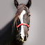 Texas Tech's Therapeutic Riding Center receives Gypsy Vanner Horse