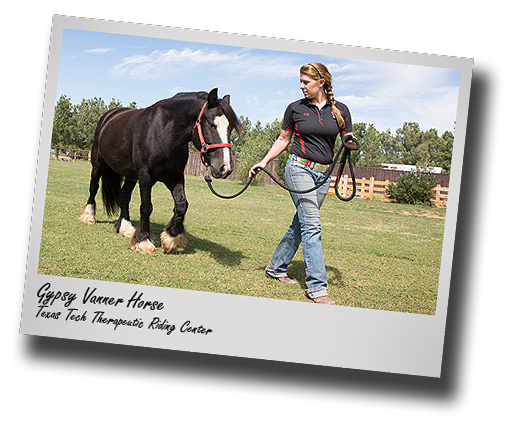 Texas Tech's Therapeutic Riding Center receives Gypsy Vanner Horse 
