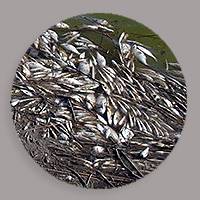 Texas Tech researchers working on natural controls for golden alga
