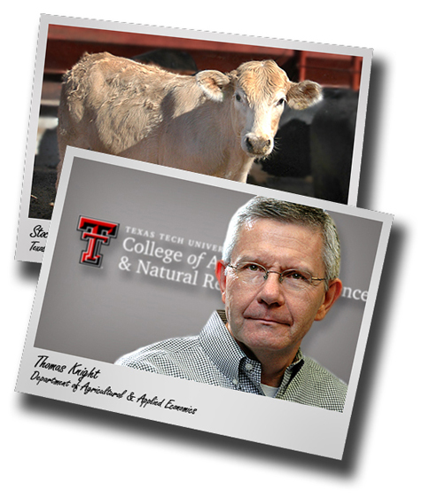 Ag Economics Research Team Unveils New Analysis Tool for Cattle Producers