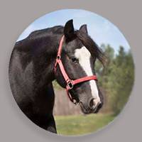 VIDEO: Discover Texas Tech puts spotlight on Therapeutic Riding Center