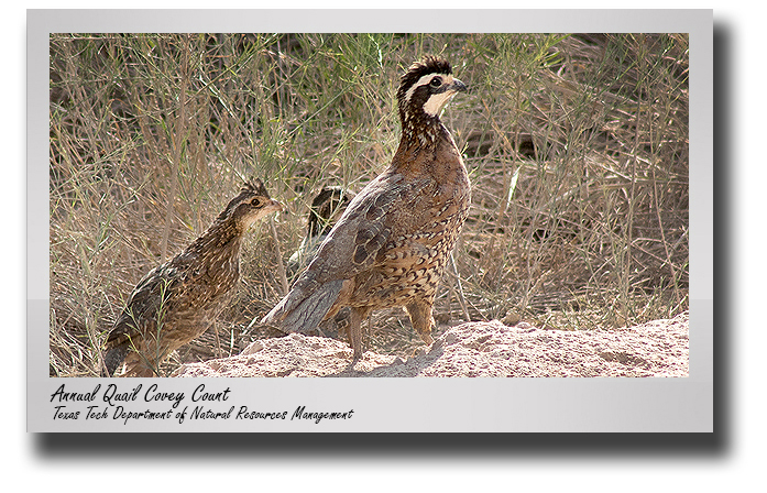 Bobwhite covey call count draws CASNR students to area ranches