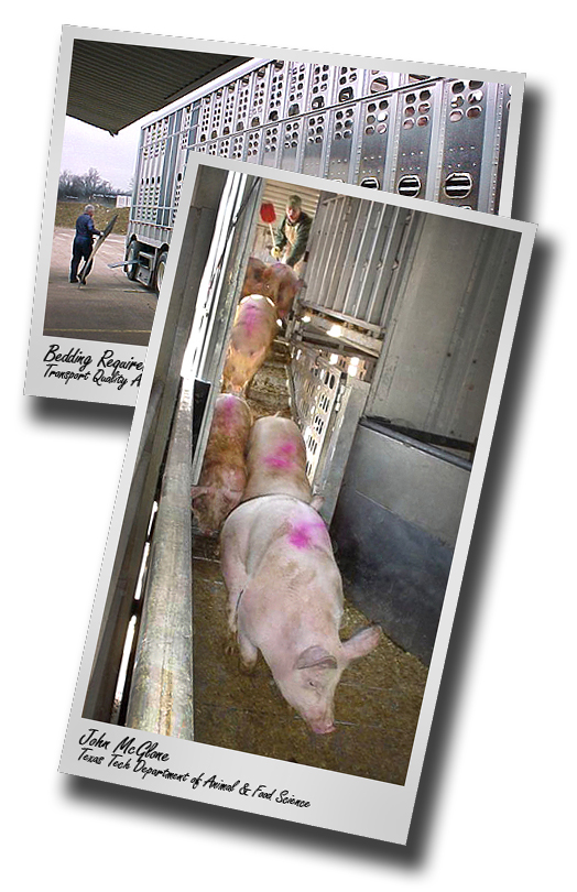 Baseline bedding needs for swine transport tallied; Texas Tech study