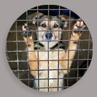 Texas Tech hosts 'Home for the Holidays' pet adoption event