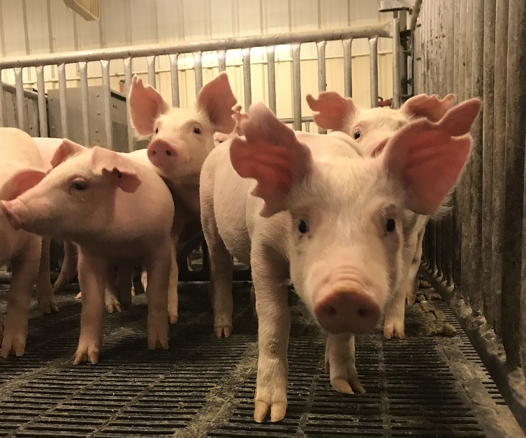 pigs