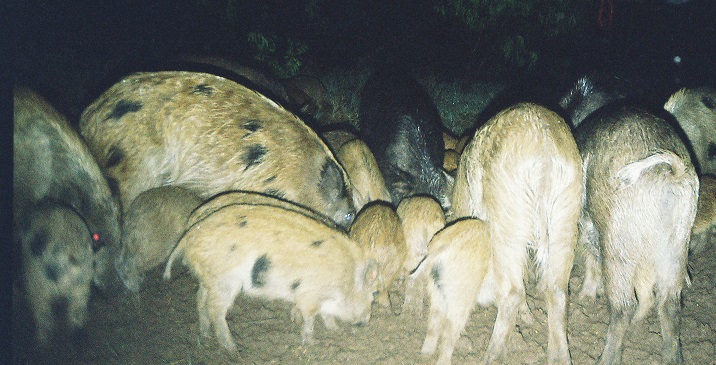 Feral sows and piglets