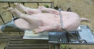 pig castration