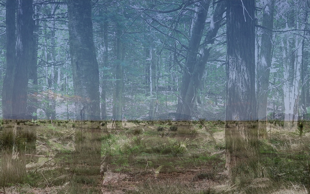 Cody Arnall - Losing Landscape