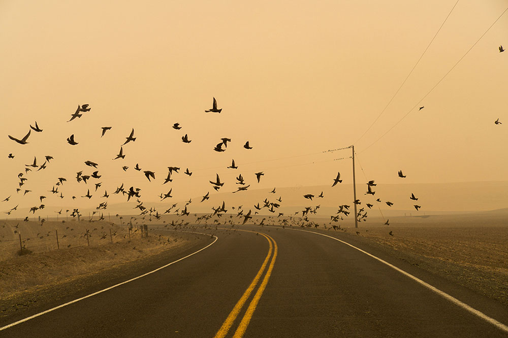 Jessica Hays: "Murmuration"