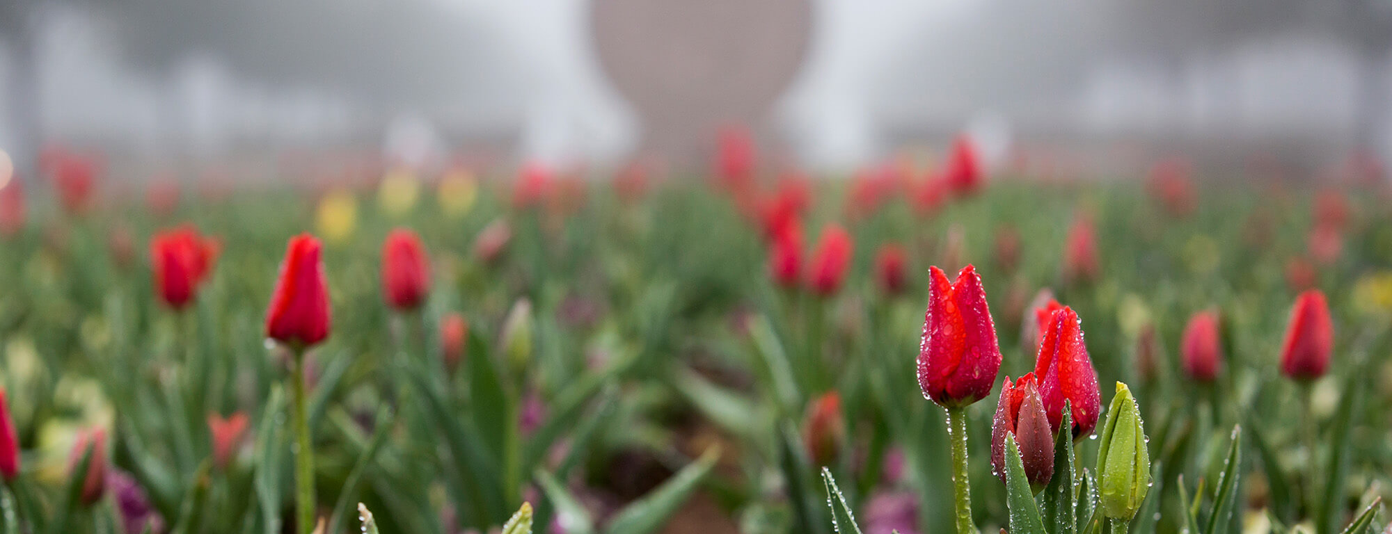 Texas Tech University Campus Entrance with Tulips