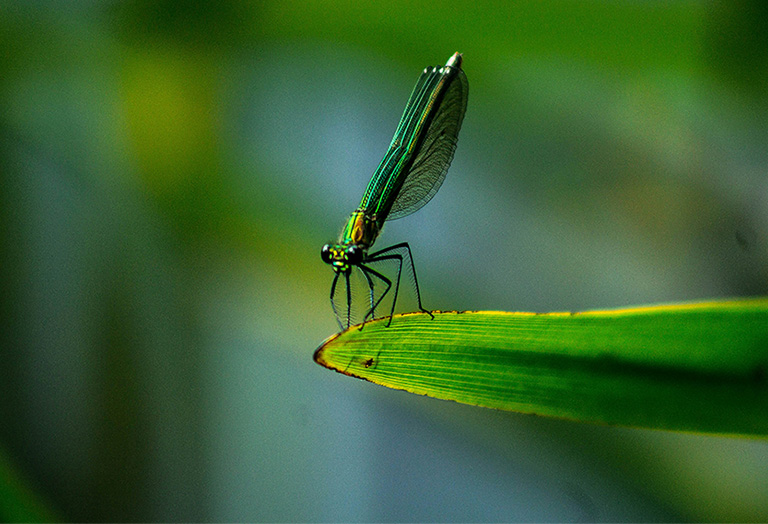 dragonfly on a leaf petal