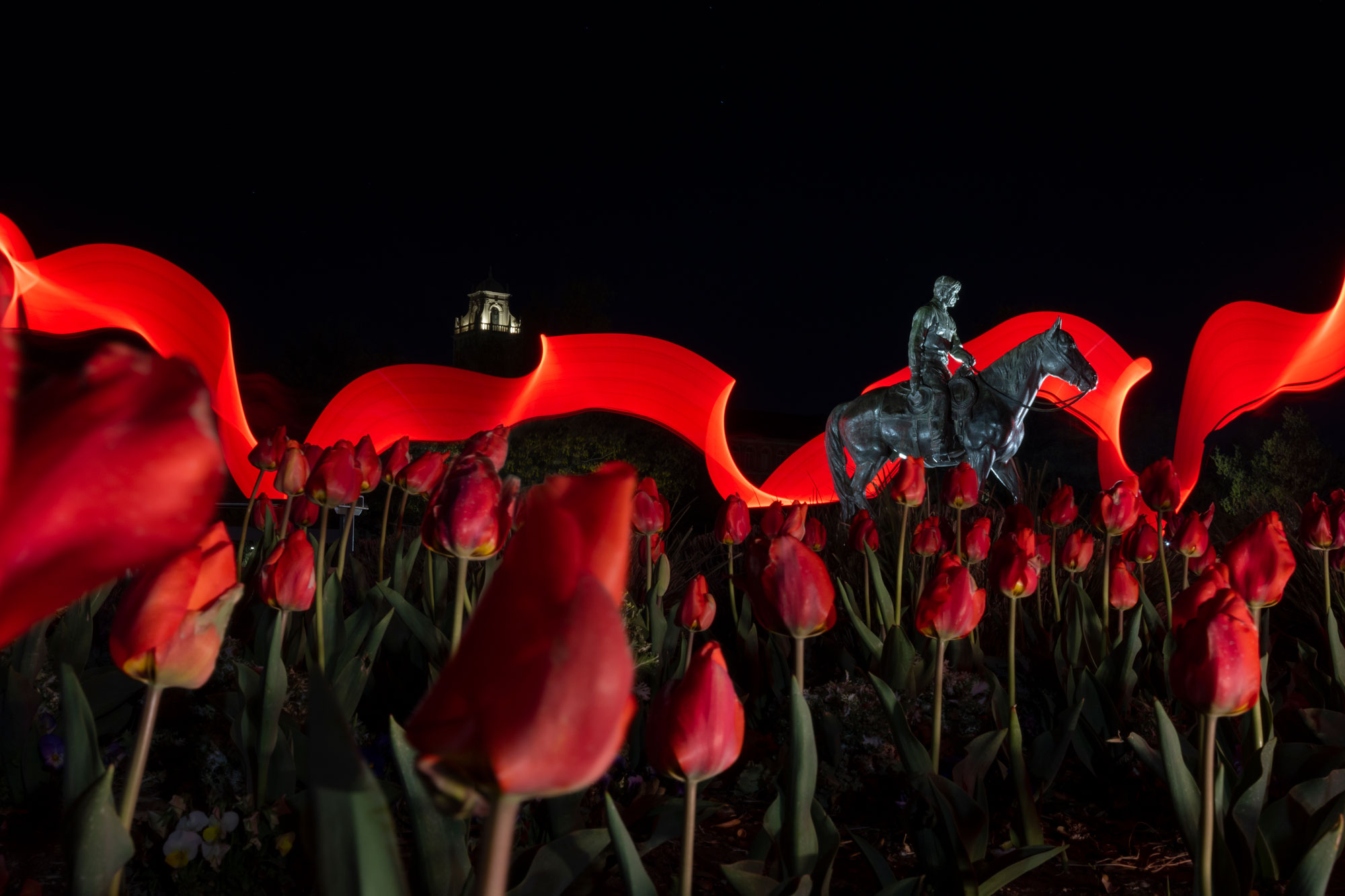 tulips in the foreground of will rogers and soapsuds statue