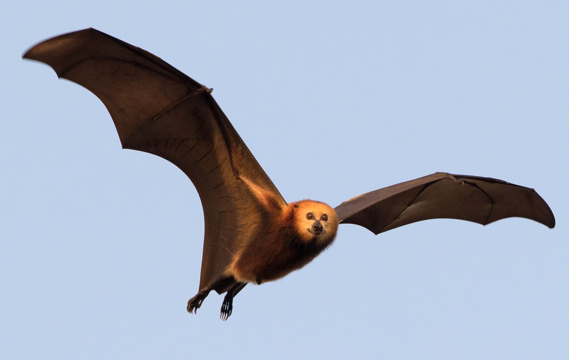 Pteropus Niger Fruit Bat