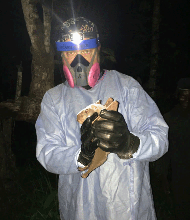 CDC zoologist and TTU alumnus Brian Amman holds a bat in Sierra Leone. photo courtesy CDC 