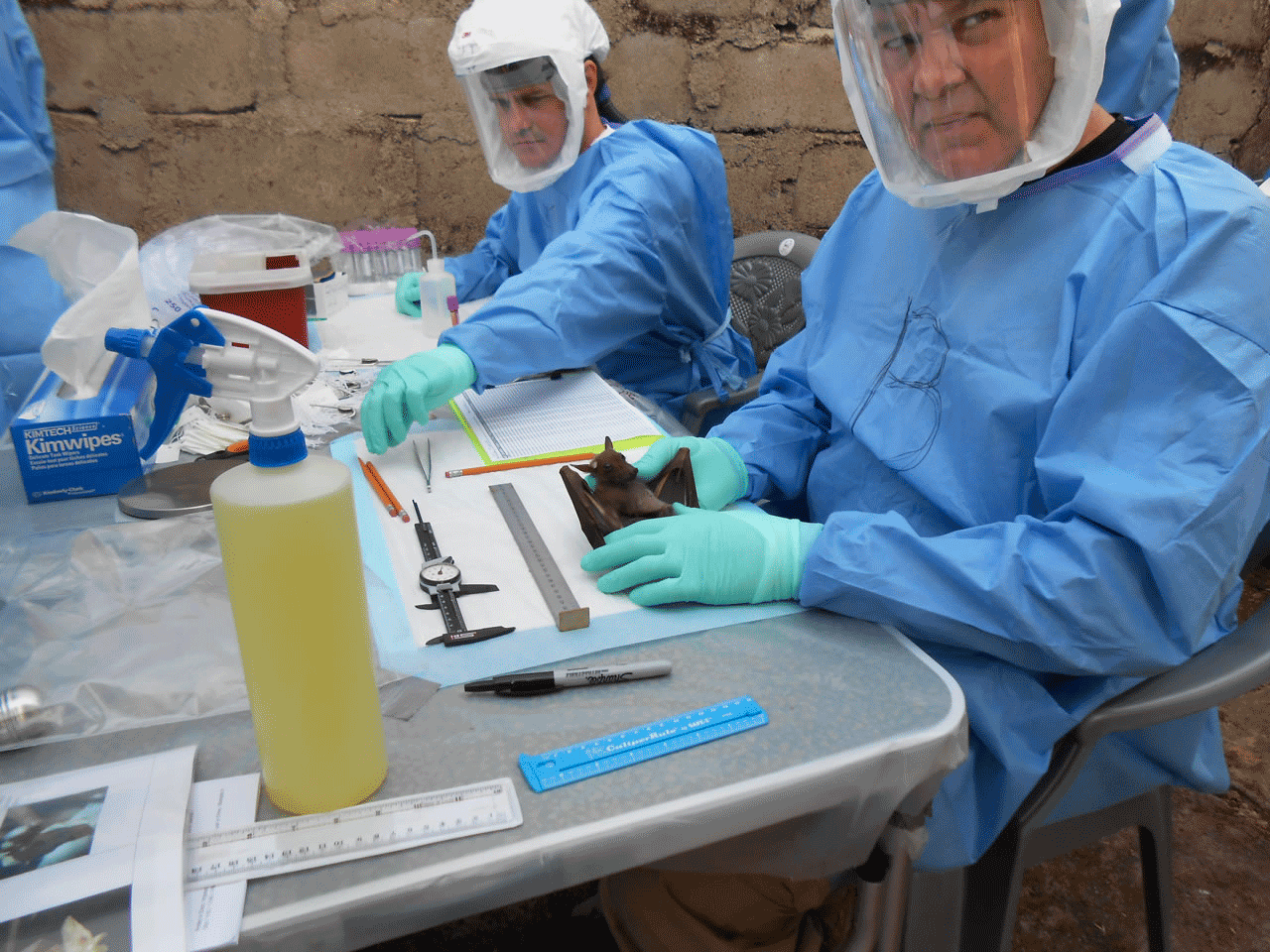 CDC ecologist and TTU alumnus Brian Amman conducts a field lab in Sierra Leone