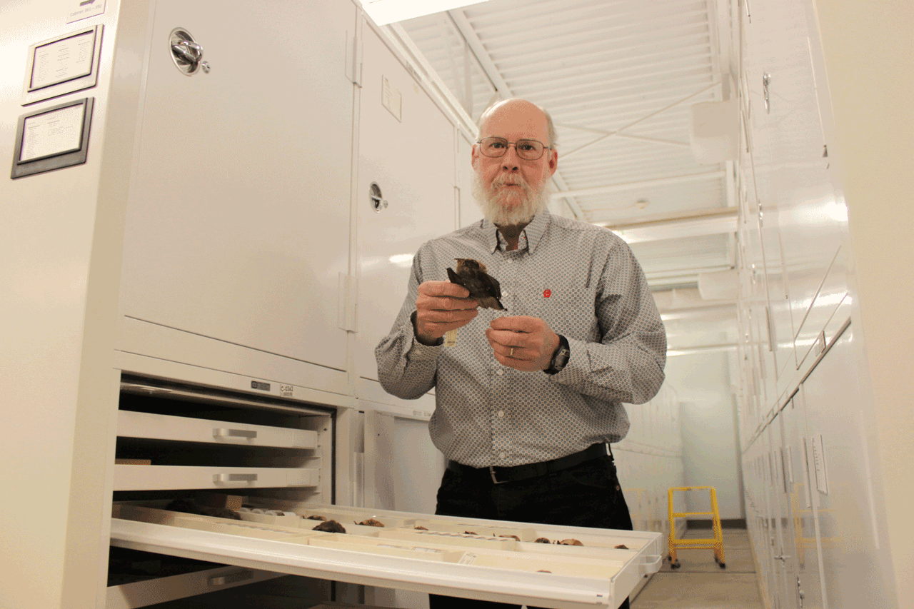 TTU biology professor and director of the NSRL holds a bat specimen archived at the NSRL