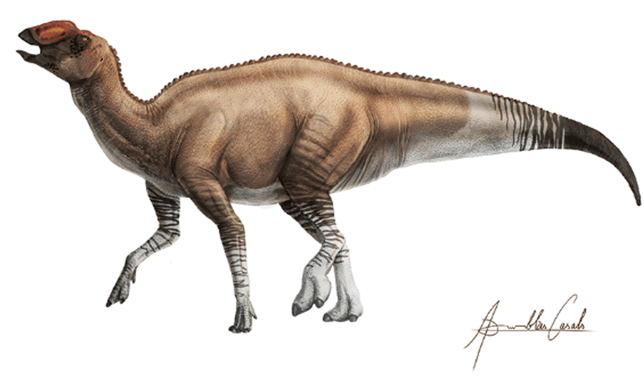 illustration of Aquilarhinus palimentus dinosaur discovered by TTU professor Tom Lehman