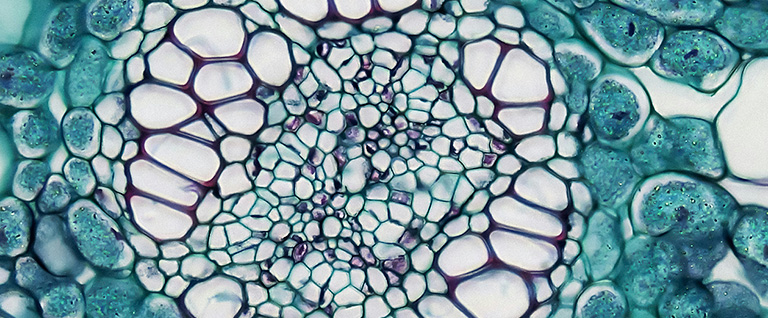 microscopic imagery