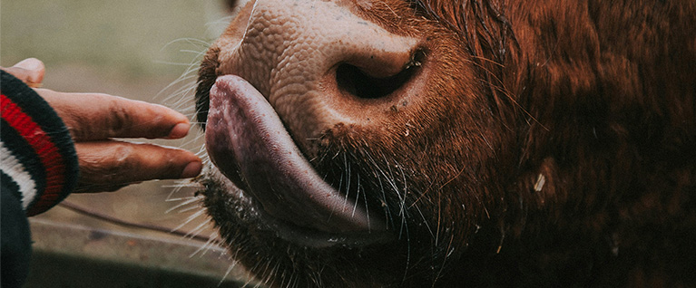 cow licking a hand
