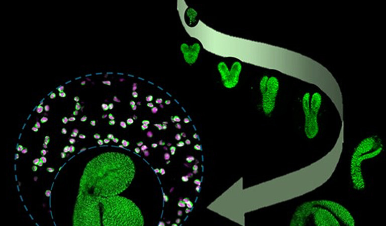 graphic depiction of plants under a microscope