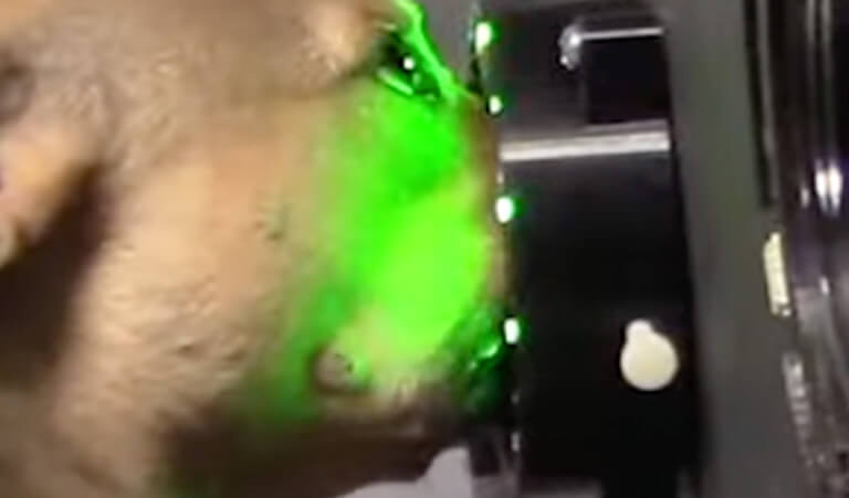 Canines sniffing laser