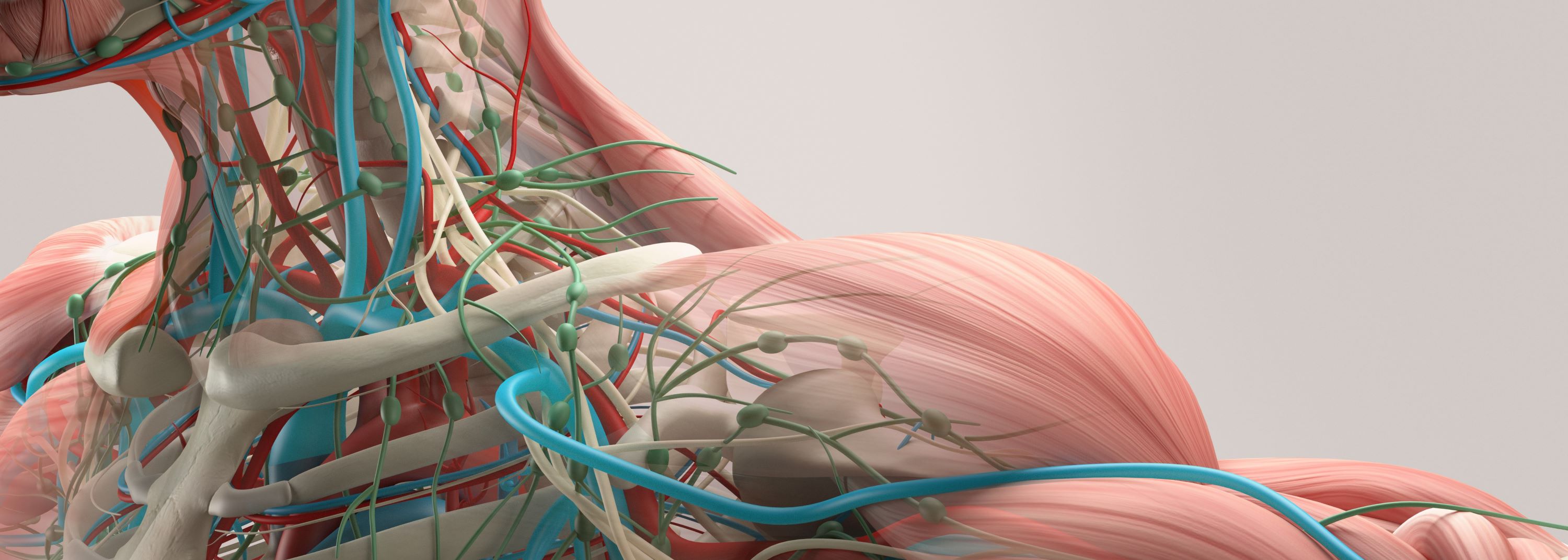 Diagram of internal organs and vessels