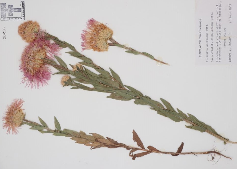 American Basketflower at the E.L. Reed Herbarium American Basketflower at the E.L. Reed Herbarium