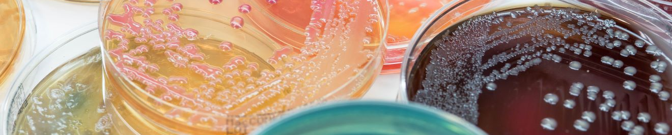 Microbiology and Immunology Webpage Header Bacteria Plates