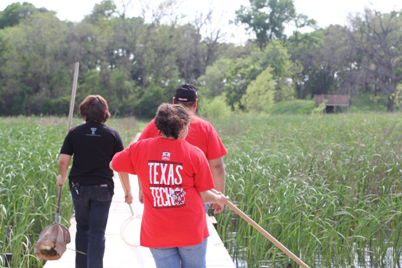 Students collecting insects