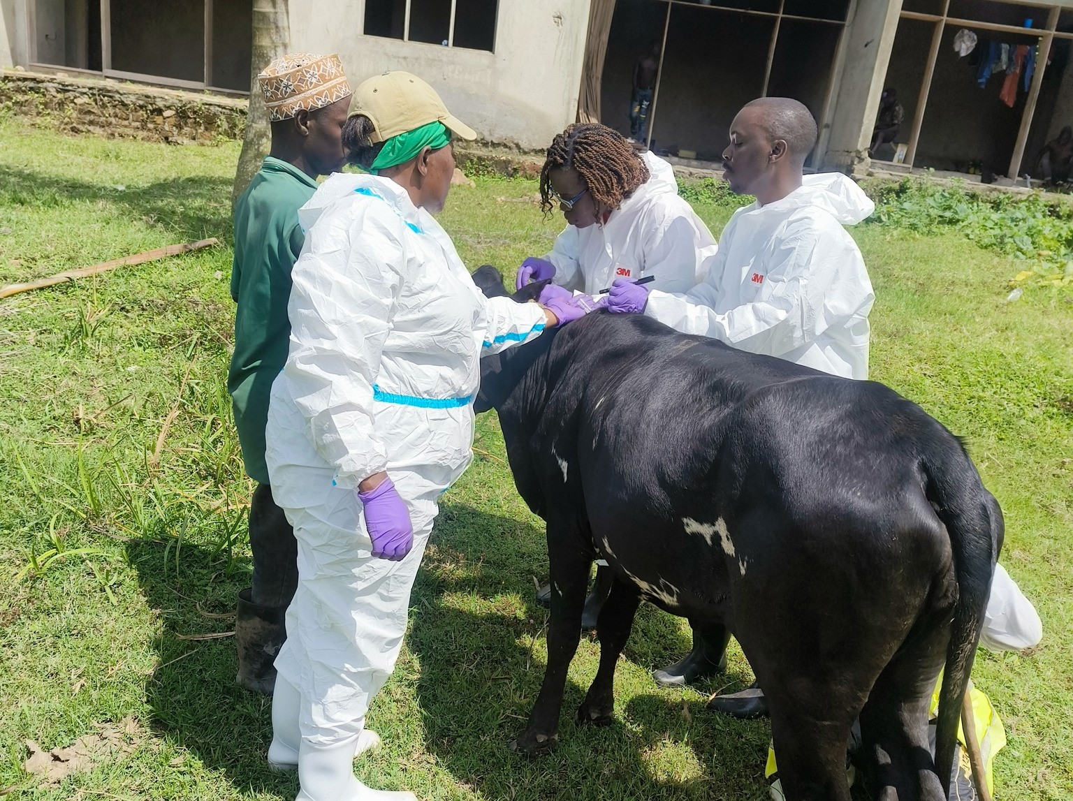 Dr. Onyango assessing for livestock in Uganda for Crimean Congo Hemorrhagic Fever Virus