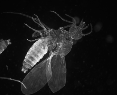 Culicoides biting midges