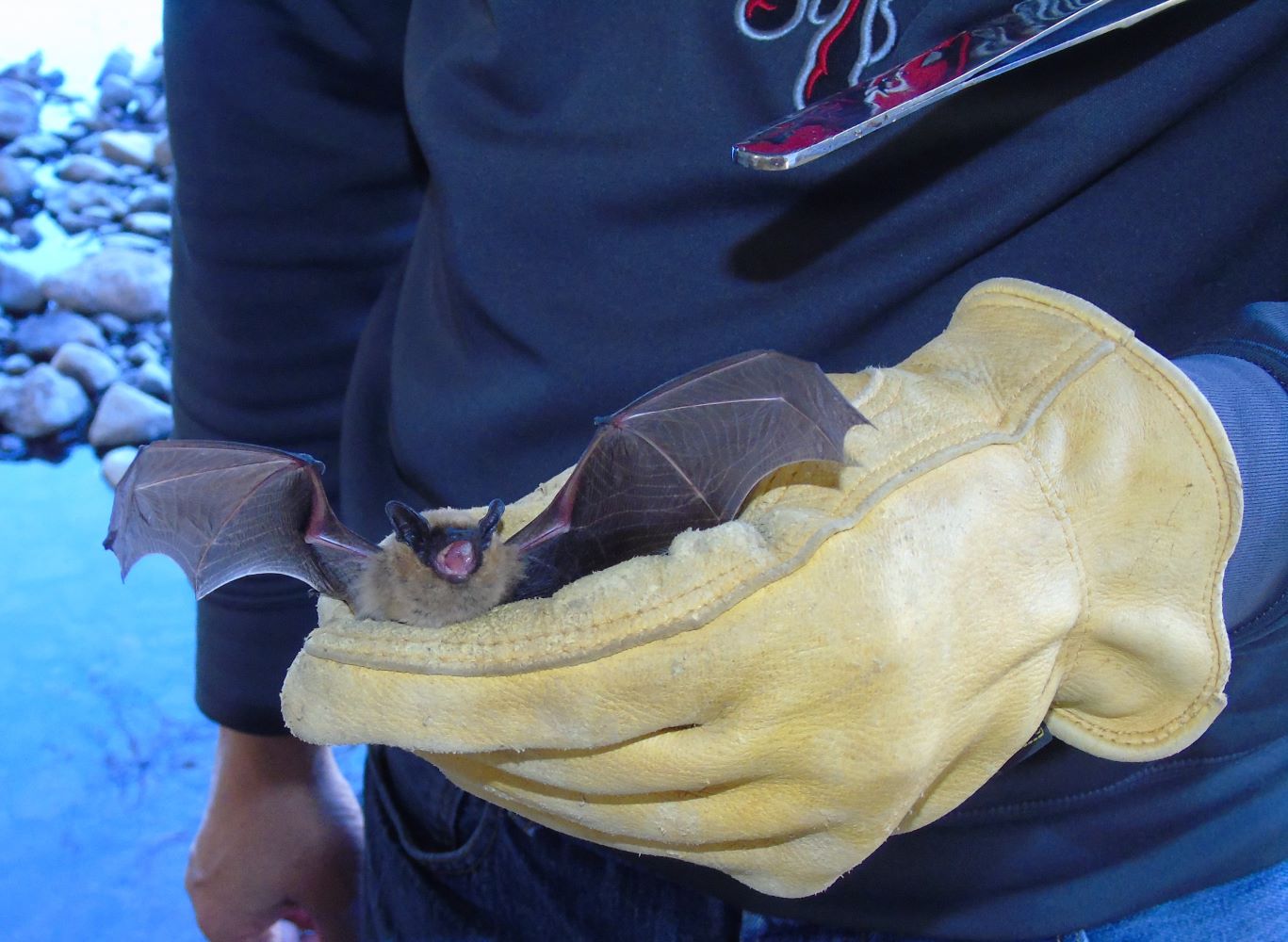 Bat Research