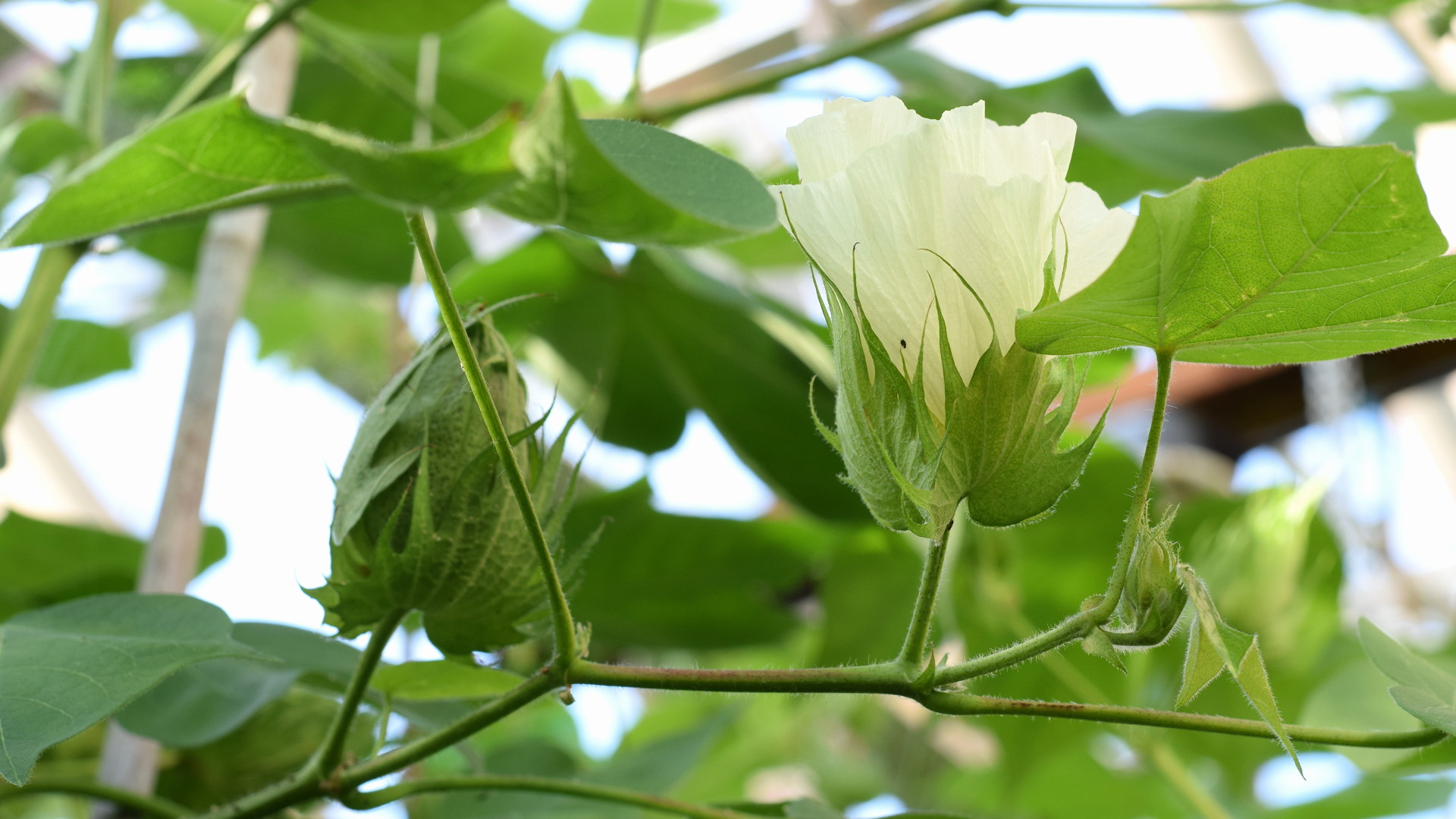 Cotton Flower and Boll