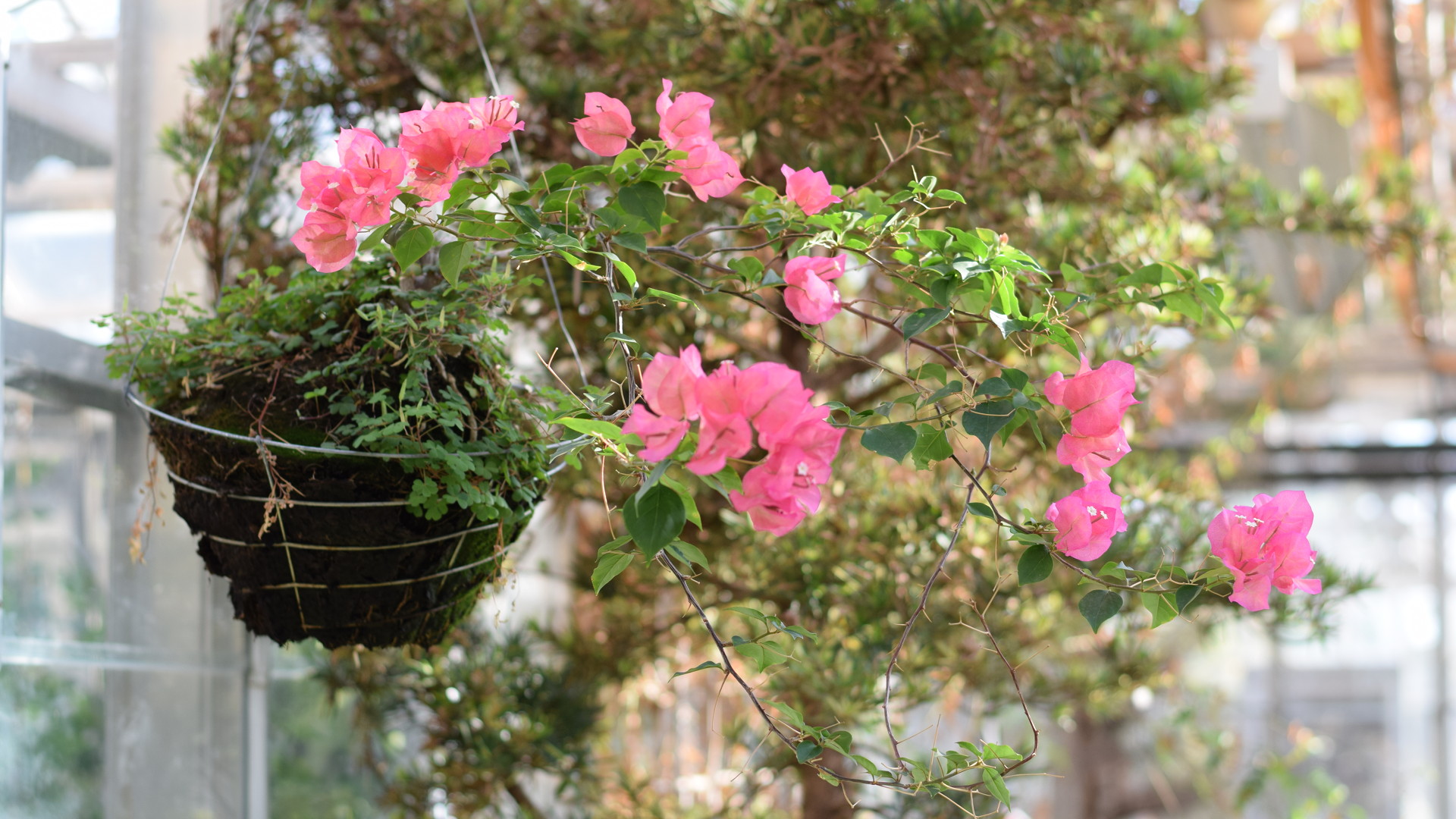 Bougainvillea