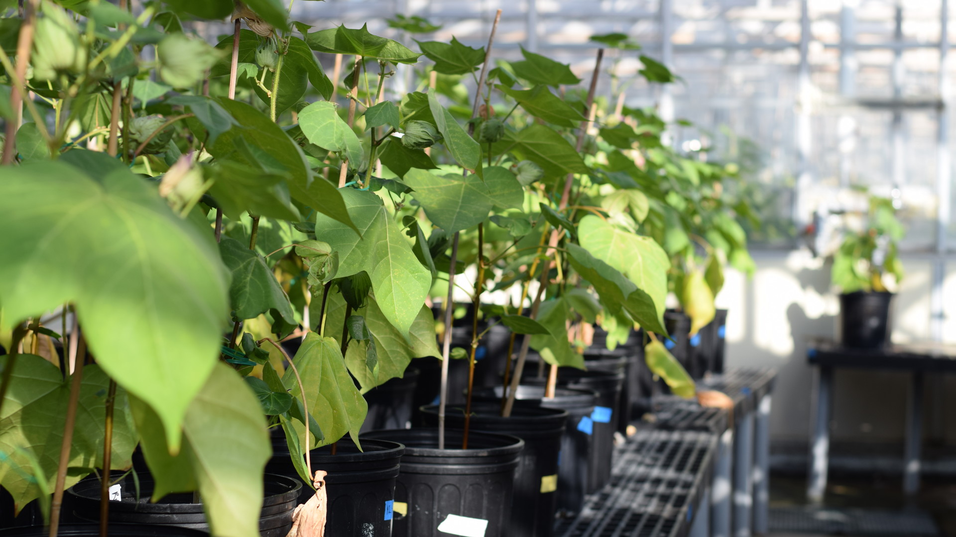 Salt Stressed Cotton Plants