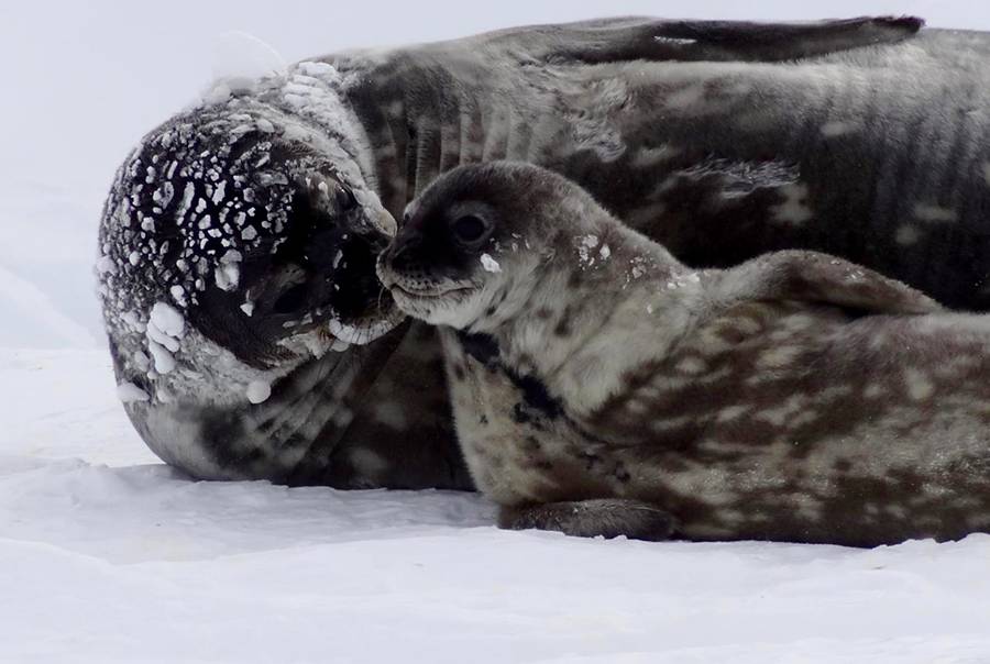 Weddell seal and pup