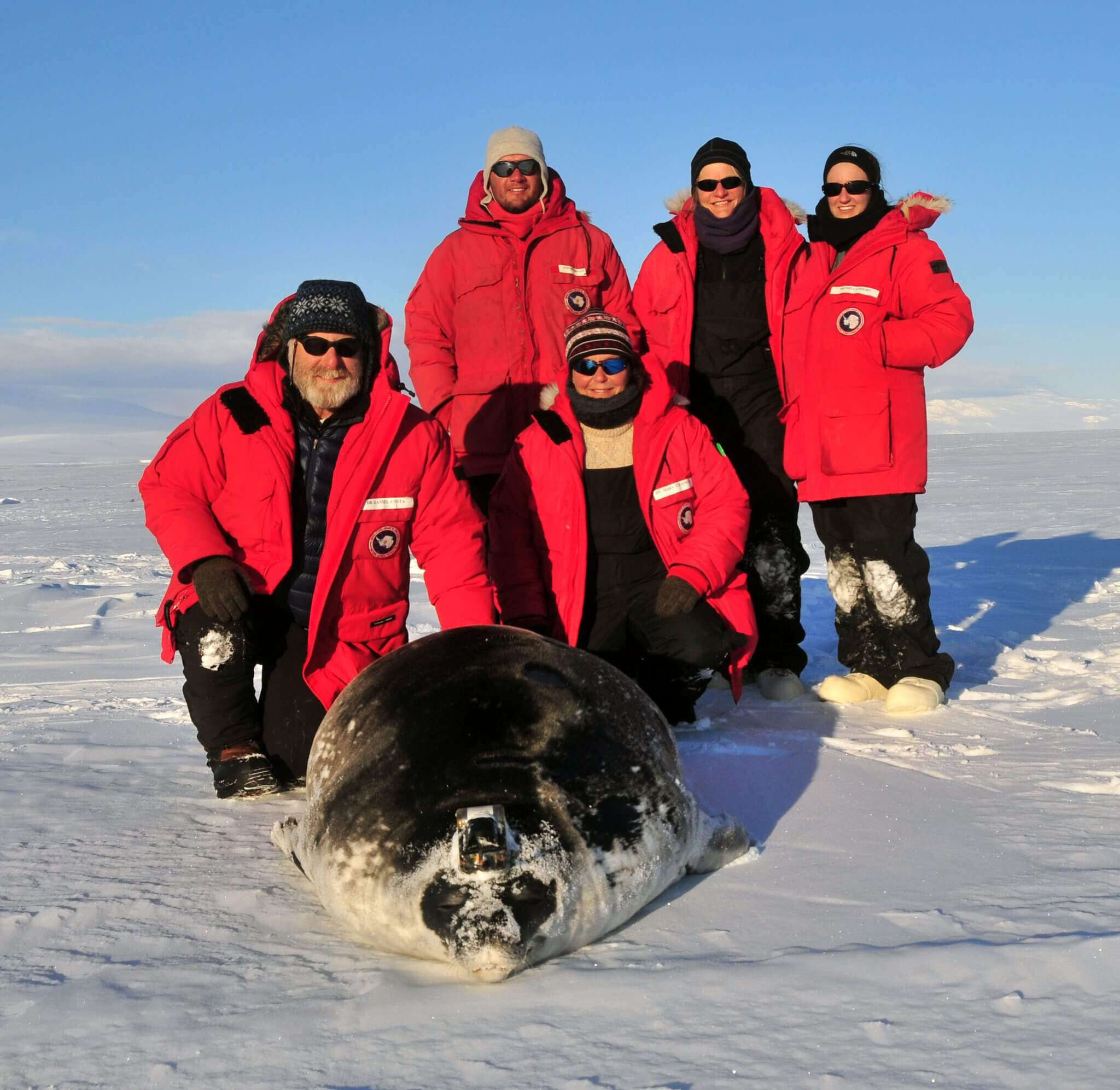 Research team and a weddell seal