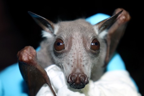 bat in Nigeria