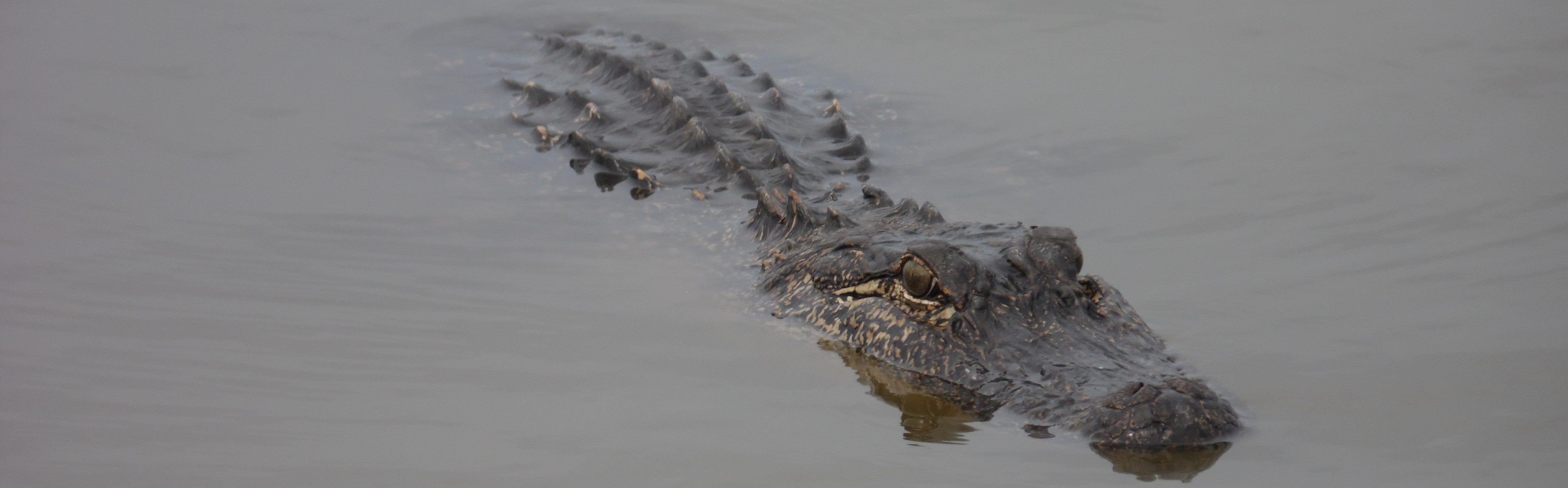 Systematics and Evolution Webpage Header Alligator Fieldwork