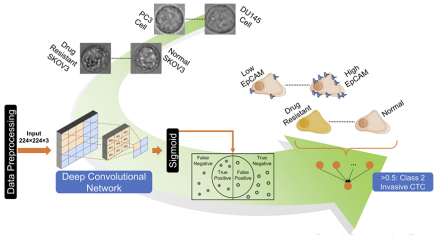 Circulating tumor cell