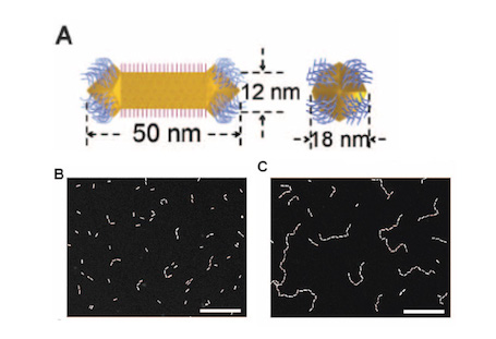 Step-Growth Polymerization of Inorganic Nanoparticles.